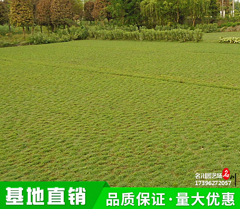 成都马蹄金种植户_苗木基地直供_专注草坪批发_地被苗木报价