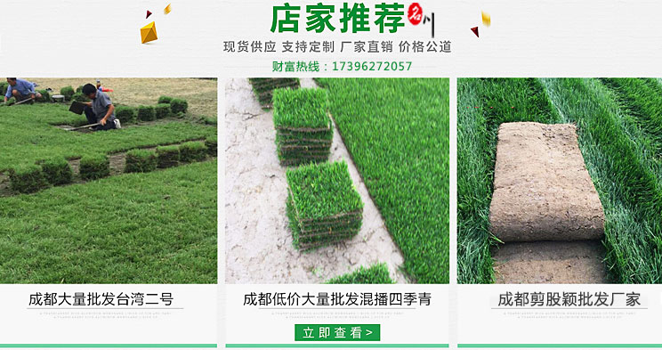 台湾2号草坪厂家_剪股颖草坪批发价_四季青草坪价格_郫县名川园艺场