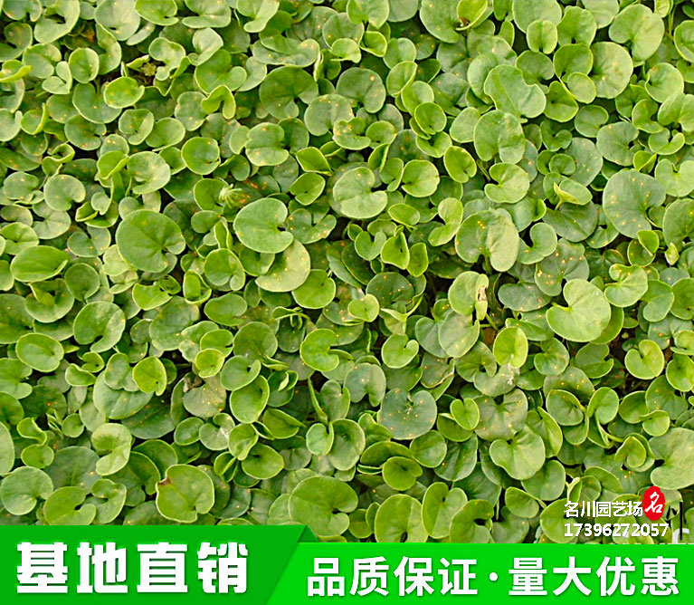 成都马蹄金草坪批发基地_地被植物种植_草坪专营_价格便宜