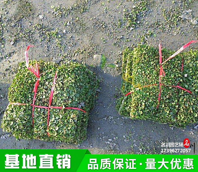 马蹄金草坪种植基地_2021草坪批发价格_马蹄金多少钱一个平方