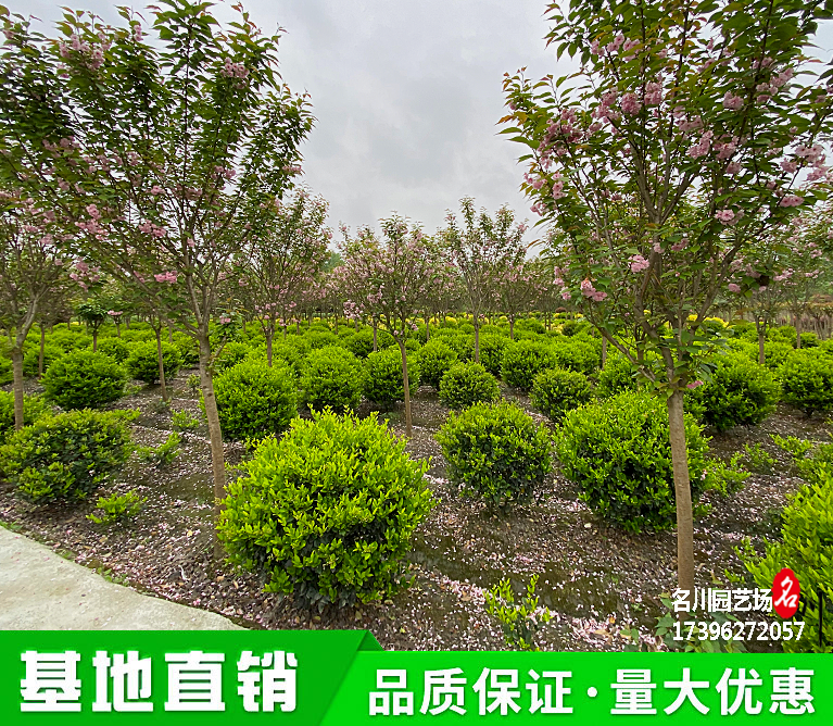 成都金森女贞球批发种植基地_公园灌木球批发价格_花境造型球类绿化苗木