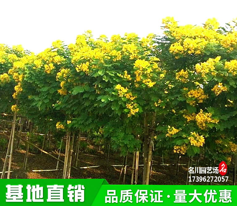 贵州黄花槐小苗批发基地_成都观花行道树种植批发基地_公园乔灌木价格