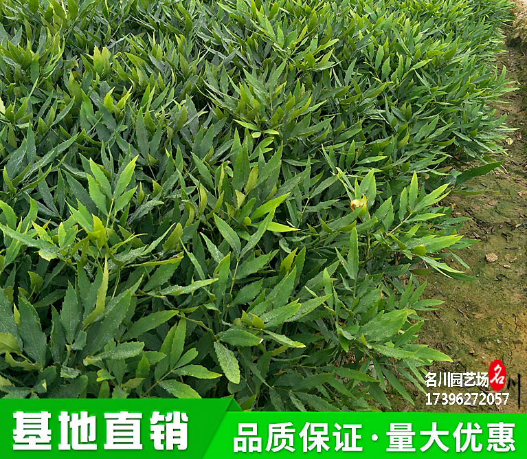 狭叶十大功劳批发价格_成都十大功劳种植基地_绿篱植物批发_花境苗木_公园绿化价格