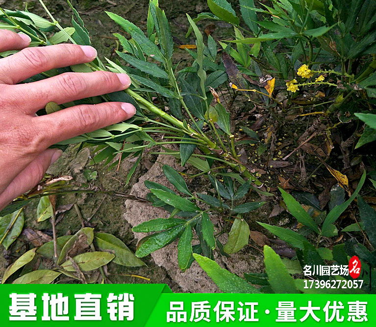 十大功劳地苗批发价格_绿篱植物价格_灌木批发_花境苗木_草花基地