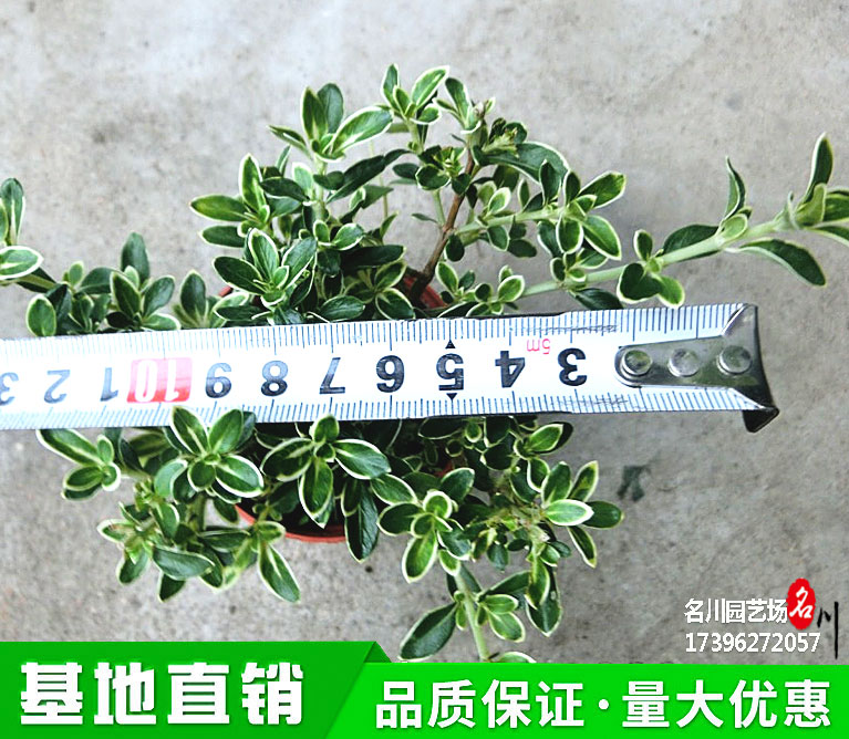 金边六月雪绿化苗木批发基地_碎叶冬青价格_常绿灌木_花境植物_花卉租摆_公园草花价格