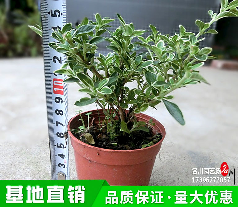 六月雪种植基地_16杯金边六月雪价格_常绿灌木批发_绿篱价格