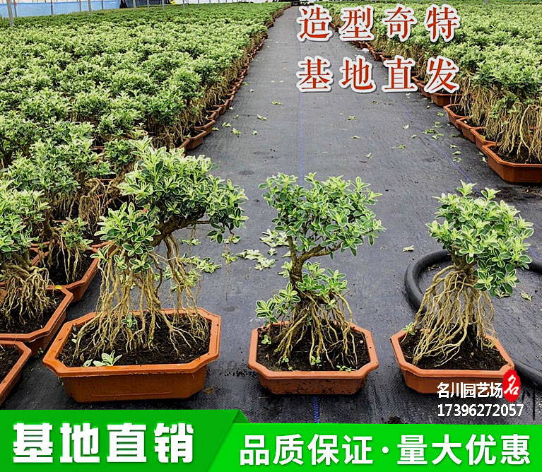 桌面小盆景_花卉租摆_造型金边六月雪_提根盆景价格_小盆栽