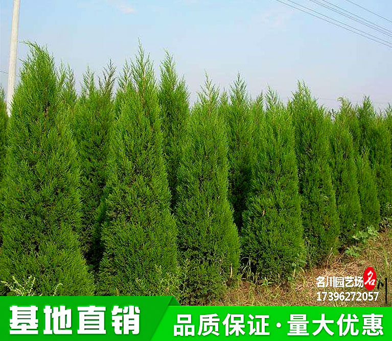 塔柏树种植基地_成都蜀桧批发价格_桧柏树基地_公园行道树_二乔常绿绿化苗木