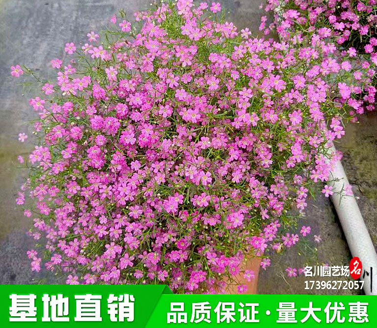 满天星杯苗批发价格_紫花满天星基地_萼距花绿篱价格_成都孔雀花种子_草花报价_公园绿化苗木