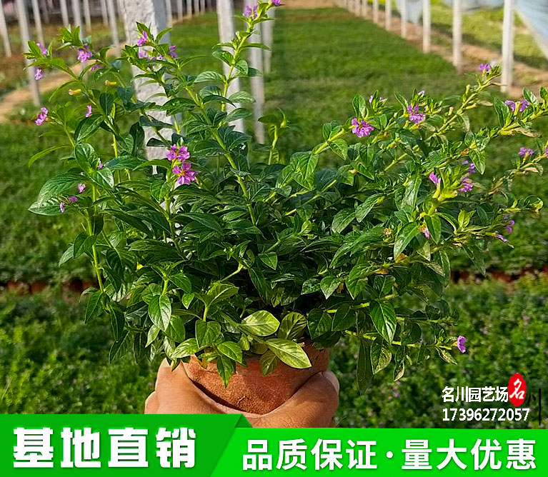14杯紫花满天星批发价格_成都满天星种植基地_贵州草花市场_花卉绿植报价_萼距花杯苗