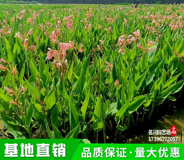 成都水生美人蕉种植_粉美人蕉批发价格_弗罗里达美人蕉报价_水生植物生产厂价_湿地公园花卉出售