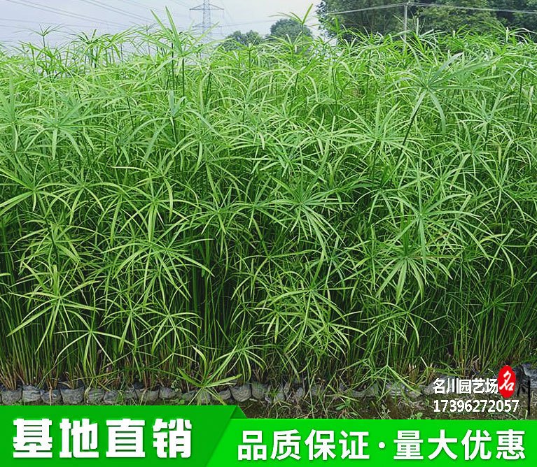 成都风车草种植基地_风车草批发价格_花境绿篱报价_旱伞草杯苗价格_水生植物苗圃