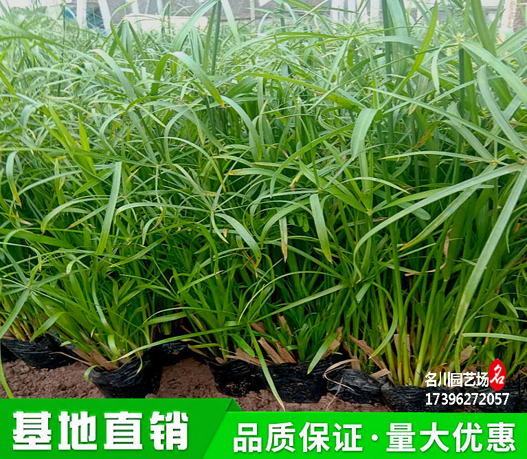 旱伞草小苗批发基地_风车草种植_供应旱伞草_河道绿化植物