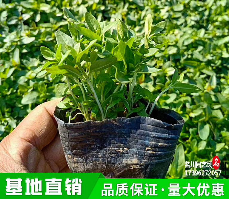 千屈菜小苗价格_采购千屈菜_供应水枝柳、水柳、马鞭草、对叶莲、败毒草_贵州水生植物基地_遵义苗木花木市场