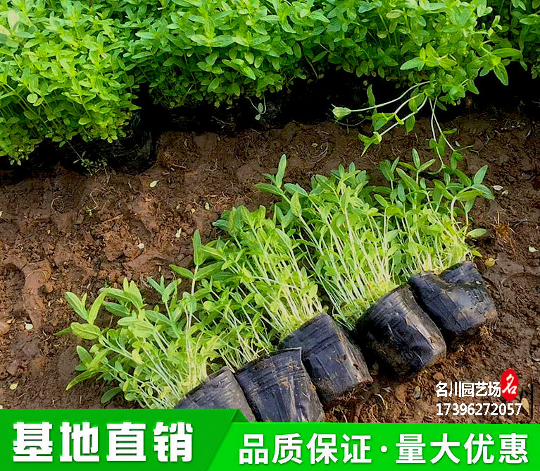 千屈菜绿化工程苗木批发价格_千屈菜花境河道植物_湿地公园水生植物绿化_水枝柳水生植物基地