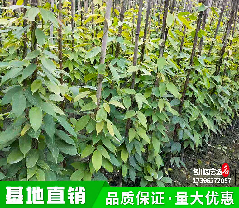 贵州牛马藤种植批发基地_常青藤_藤条植物价格_供应油麻藤_出售棉麻藤_护坡攀援植物