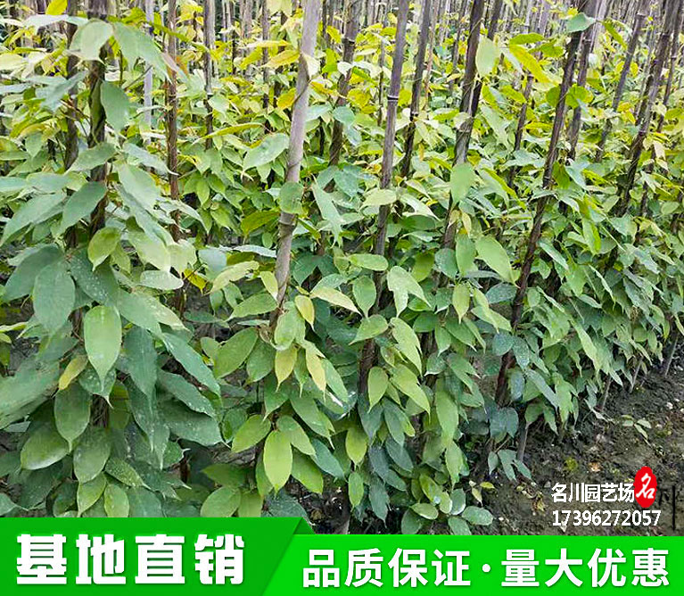 贵州牛马藤种植批发基地_常青藤_藤条植物价格_供应油麻藤_出售棉麻藤_护坡攀援植物