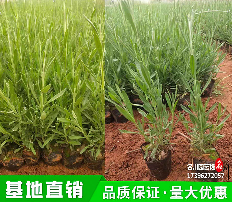 成都薰衣草种植基地_灵香草批发价格_香草基地_黄香草绿化苗木_花境植物_花卉租摆