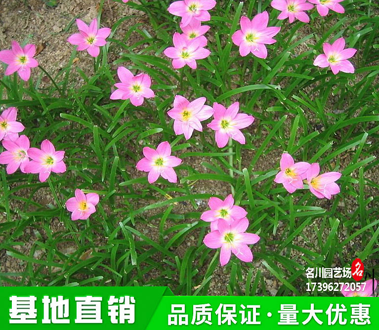 葱莲葱兰花