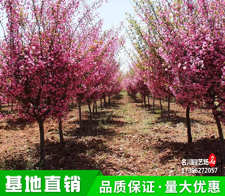 贵州垂丝海棠种植基地_精品垂枝海棠批发价格_海棠绿化树木_垂丝海棠产地_四川垂丝海棠_海棠树苗圃