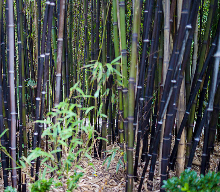 黑竹- 名川园艺场