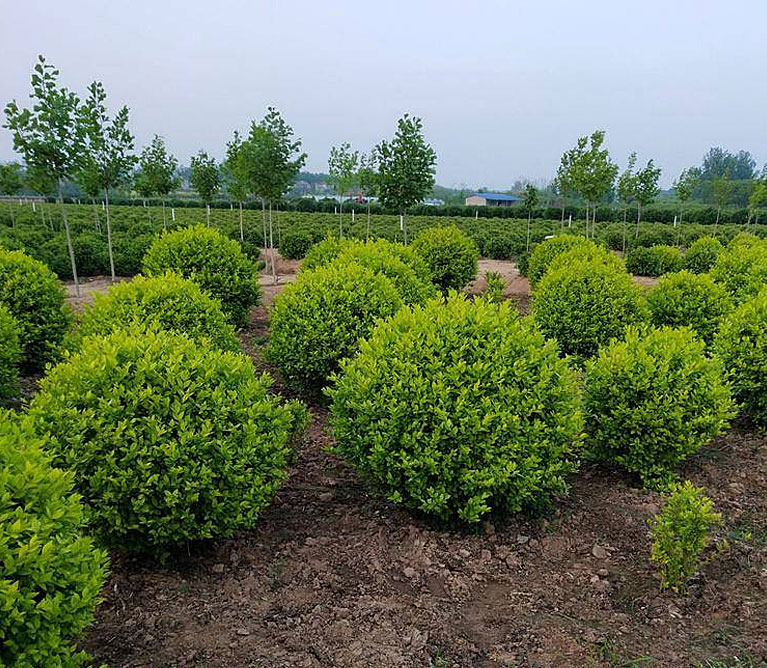 金叶女贞球_精品灌木球种植基地_公园球类植物批发_金叶绿篱_金叶女贞笼子