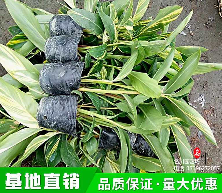 精品花叶良姜基地_2021花叶良姜市场价格_贵州花叶良姜价格_水生植物基地_名川园艺场