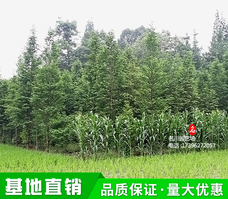 四川水杉价格_成都水杉苗木批发基地_15公分水杉多少钱_名川园艺场