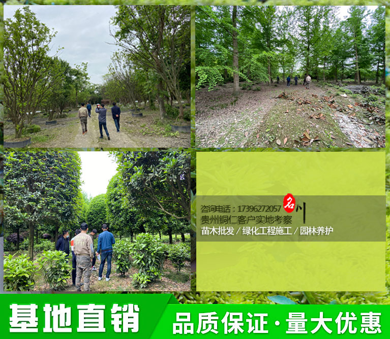 贵州铜仁园林绿化苗木采购客户参观苗圃