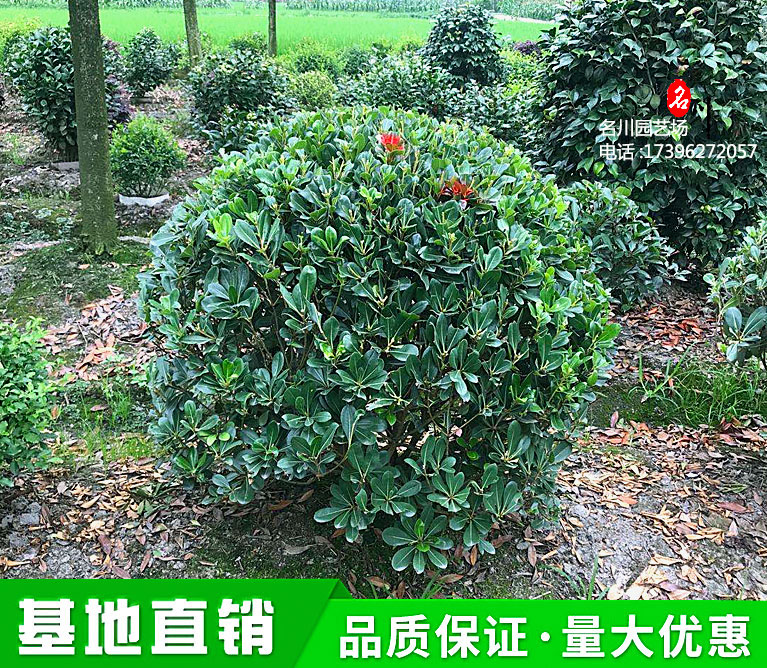 1.2米海桐球报价_四川宝珠香球基地_2021最新苗木报价