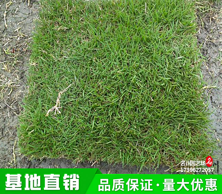 贵州结缕草批发基地_细叶结缕草价格_2021地被植物报价_苗圃直供