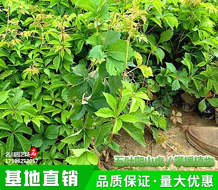 成都五叶爬山虎种植基地_常绿攀援植物_爬藤绿化苗木批发价格_郫县草花种植基地报价