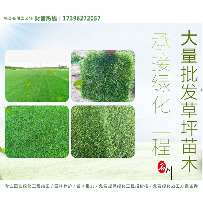 草坪_草卷_四季青草坪_台湾2号_专注园艺绿化工程施工_园林养护_苗木批发_免费提供绿化工程报价格_免费绿化施工方案咨询_郫县名川园艺场