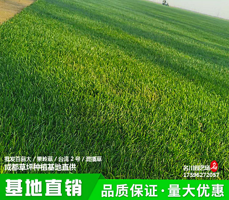 成都草坪种植基地批发果岭草_台湾2号草坪_四季青草卷_混播草皮_马蹄金草_足球场专用草坪价格_运动场草皮