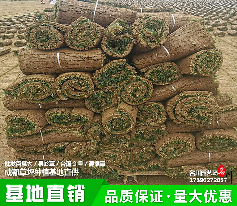 郫县草皮草卷草甸草坪批发种植基地_成都2021草坪报价_郫县草皮基地直供_足球场专用草种