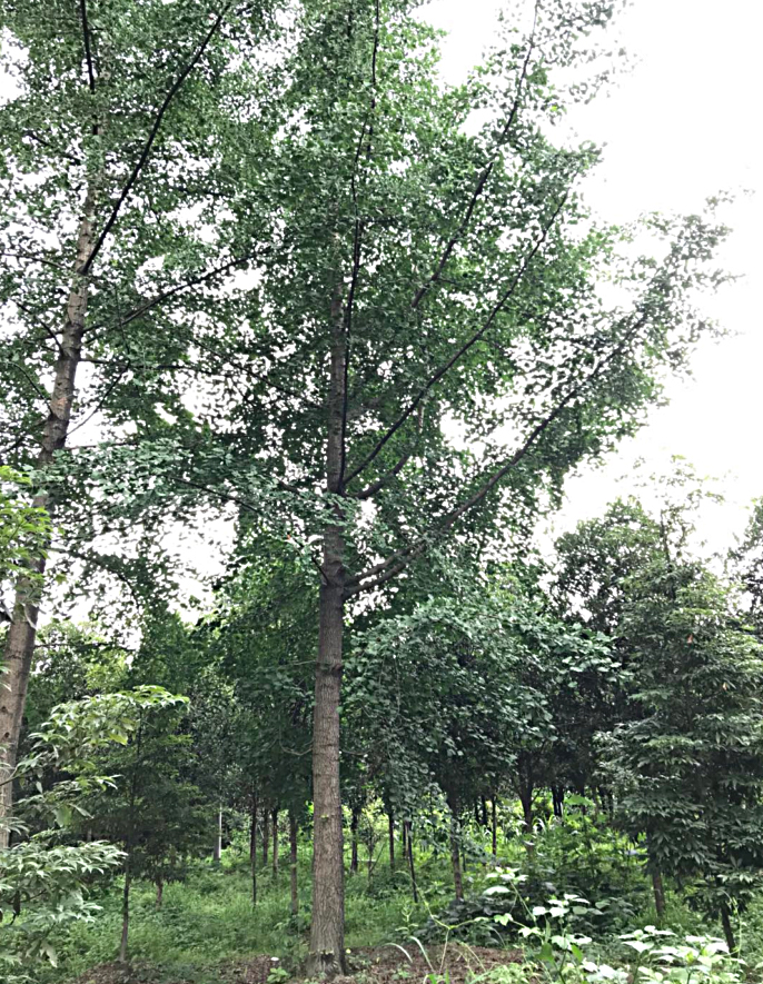 贵州银杏树苗木基地出售园林绿化苗木