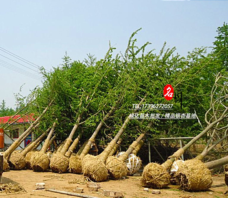 郫县精品银杏苗圃基地_云南银杏树价格_行道树银杏批发_郫县名川园艺场