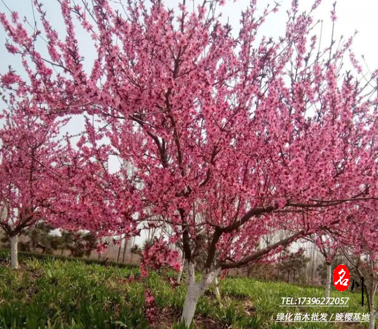 低分枝重瓣日本樱花价格_成都樱花园艺场_樱花厂家报价