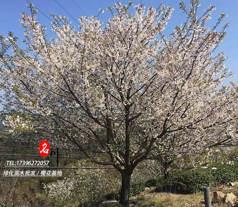 日本樱花基地批发价格_贵州樱花报价_名川园艺场