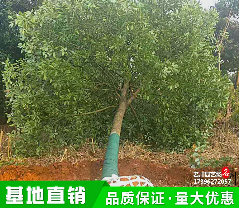 贵州大规格香樟树种植基地_2021成都精品香樟树批发价格_郫县香樟树花木基地