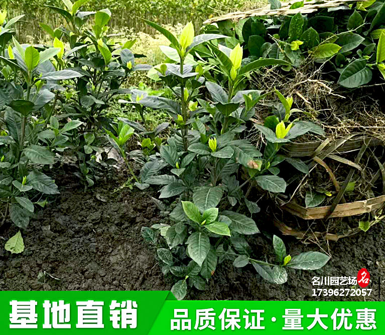 贵州四季栀子花地苗种植基地_草花园林绿化苗木批发报价_花境花田花海绿化专供_郫县苗圃