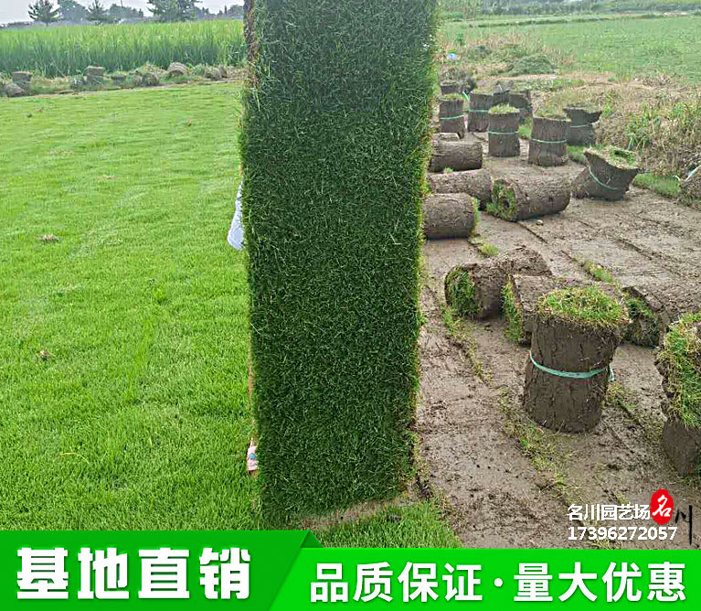 成都台湾2号草卷机起货_广场专用草坪_耐践踏型草坪_郫县草坪批发基地直供工程用园林绿化苗木