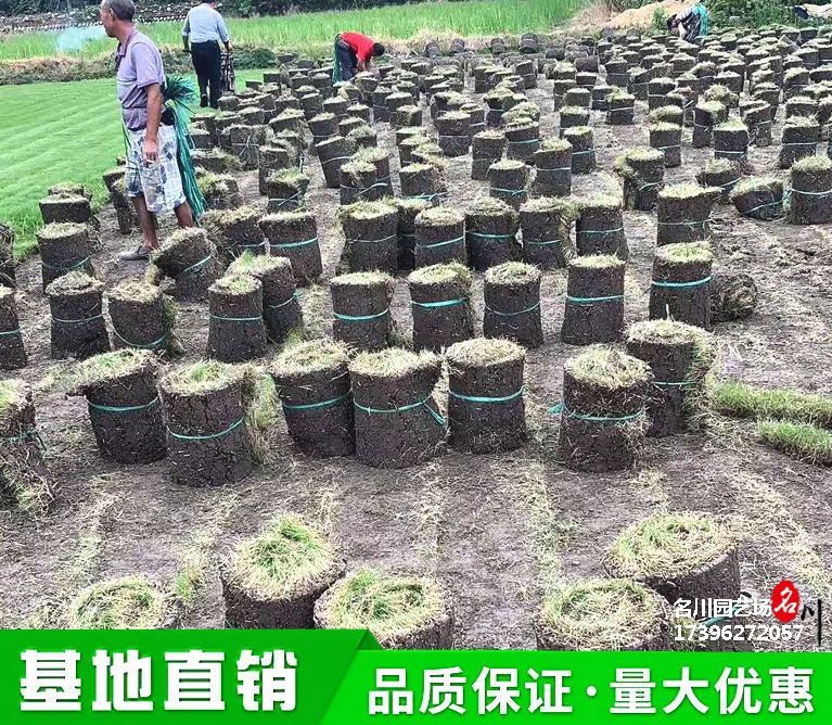 成都草皮种植基地_草坪工程施工_2021草卷批发价格_人工手铲草坪报价_机铲草坪种植基地