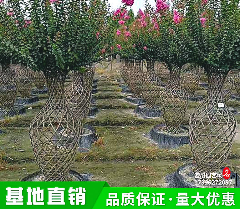 川派造型紫薇花瓶种植基地_紫薇批发价格_园林绿化工程苗木_花境植物报价