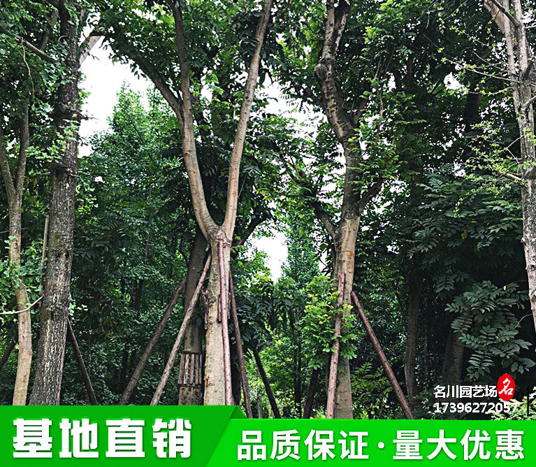 无患子绿化苗木价格_高分枝单杆无患子树种植基地_成都行道树批发_名川园艺