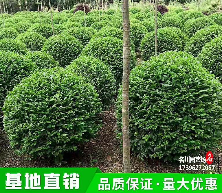 贵州精品金禾女贞球绿化苗木种植基地_公园景观灌木球报价_花境造型植物球园林绿化苗木