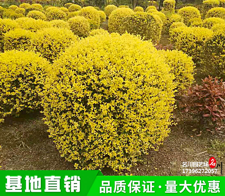 批发精品金禾女贞球_金禾女贞球价格_绿化苗木种植基地_苗圃直供