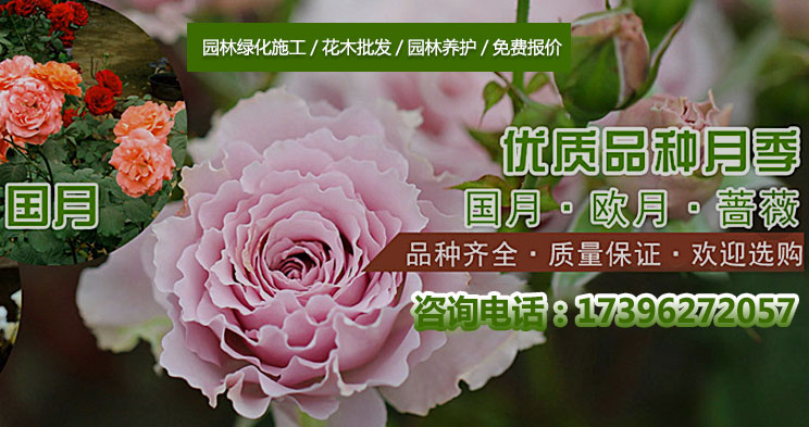 苗木 薔薇