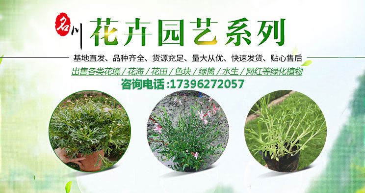 成都花境绿化植物批发价格_花海苗木花田打造_成都草花批发基地