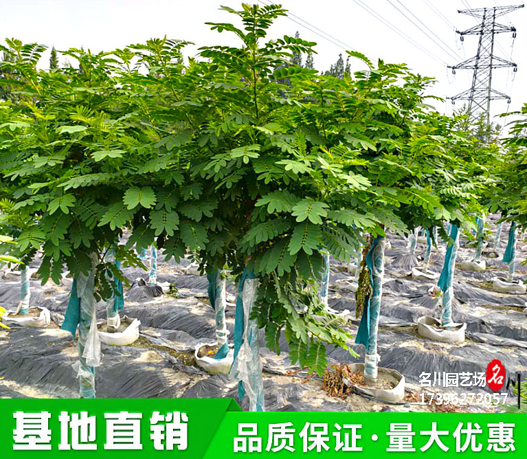 10公分高分枝黄花槐行道树批发价格_独杆黄花槐种植基地_成都黄花槐树报价